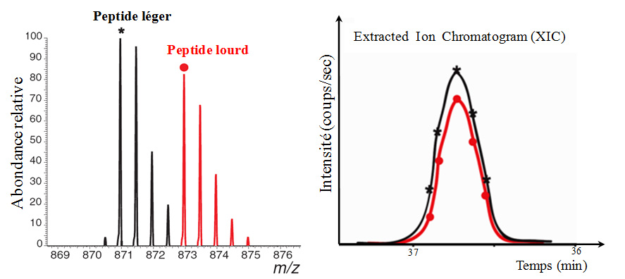 isotopic_labeling_xic.jpg isotopic_labeling_xic.jpg